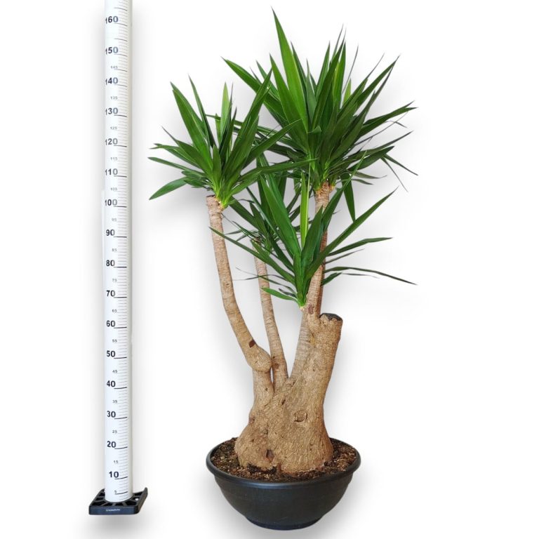 Juka gwatemalska, stopa słonia (Yucca elephantipes) 165cm