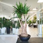 Juka gwatemalska, stopa słonia (Yucca elephantipes) 165cm