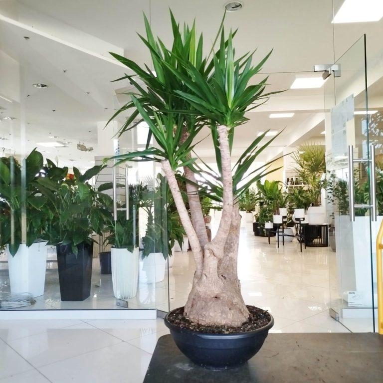 Juka gwatemalska, stopa słonia (Yucca elephantipes) 165cm