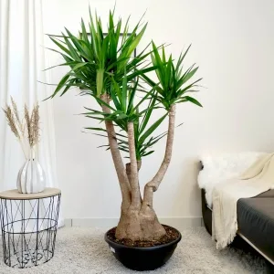 Juka gwatemalska, stopa słonia (Yucca elephantipes) 165cm