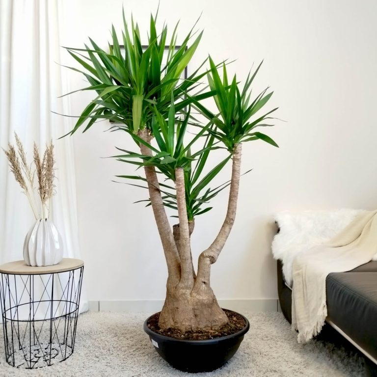 Juka gwatemalska, stopa słonia (Yucca elephantipes) 165cm