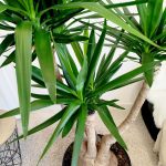 Juka gwatemalska, stopa słonia (Yucca elephantipes) 165cm