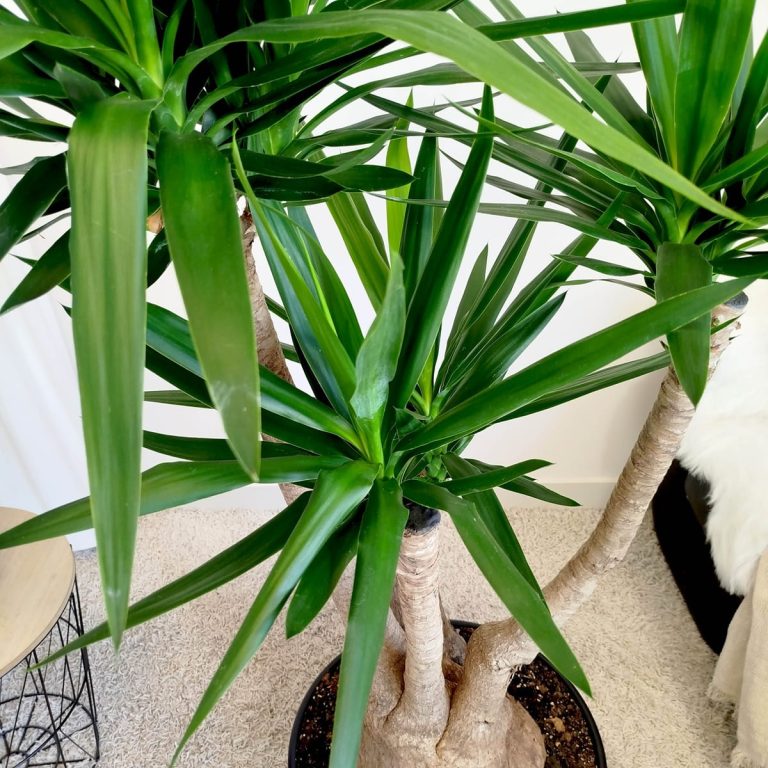 Juka gwatemalska, stopa słonia (Yucca elephantipes) 165cm