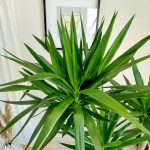 Juka gwatemalska, stopa słonia (Yucca elephantipes) 165cm