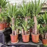 Juka gwatemalska, stopasłonia (Yucca elephantipes) 100cm