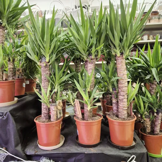 Juka gwatemalska, stopasłonia (Yucca elephantipes)