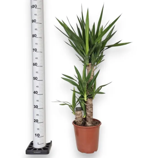 Juka gwatemalska, stopasłonia (Yucca elephantipes) 100cm