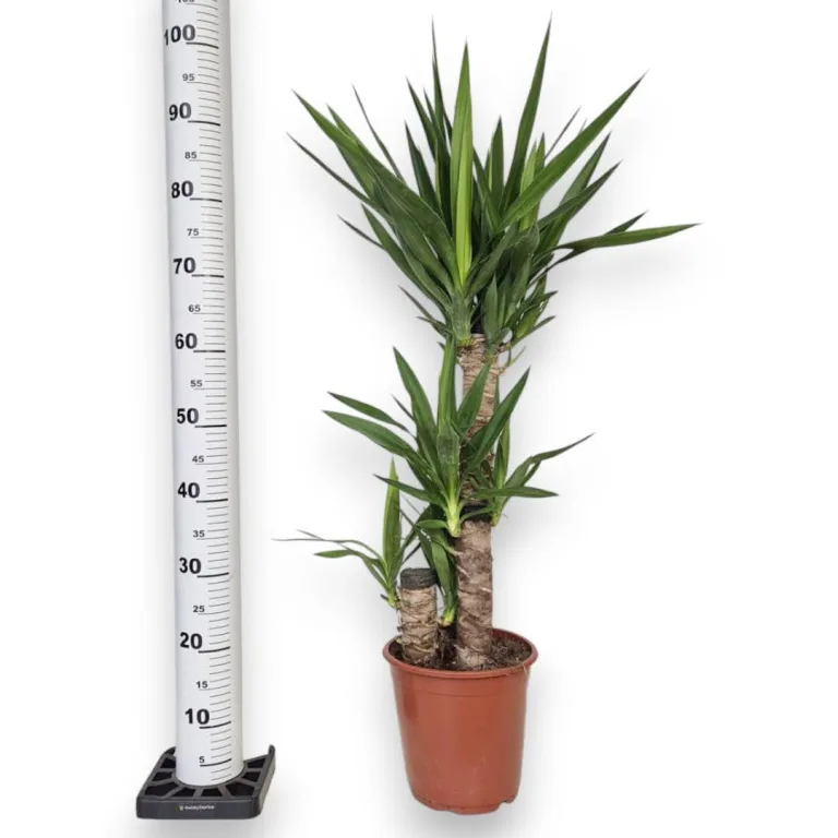 Juka gwatemalska, stopasłonia (Yucca elephantipes) 100cm