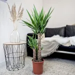 Juka gwatemalska, stopasłonia (Yucca elephantipes) 100cm