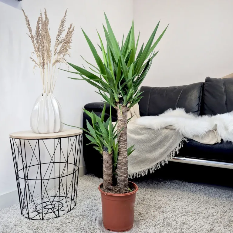 Juka gwatemalska, stopasłonia (Yucca elephantipes) 100cm