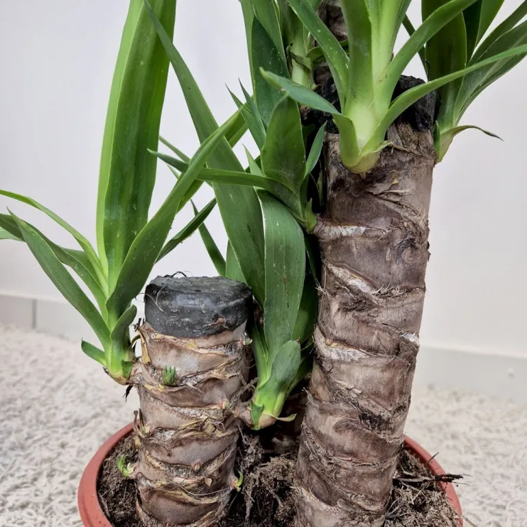 Juka gwatemalska, stopasłonia (Yucca elephantipes) 100cm