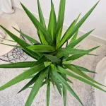 Juka gwatemalska, stopasłonia (Yucca elephantipes) 100cm