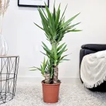 Juka gwatemalska, stopasłonia (Yucca elephantipes) 100cm