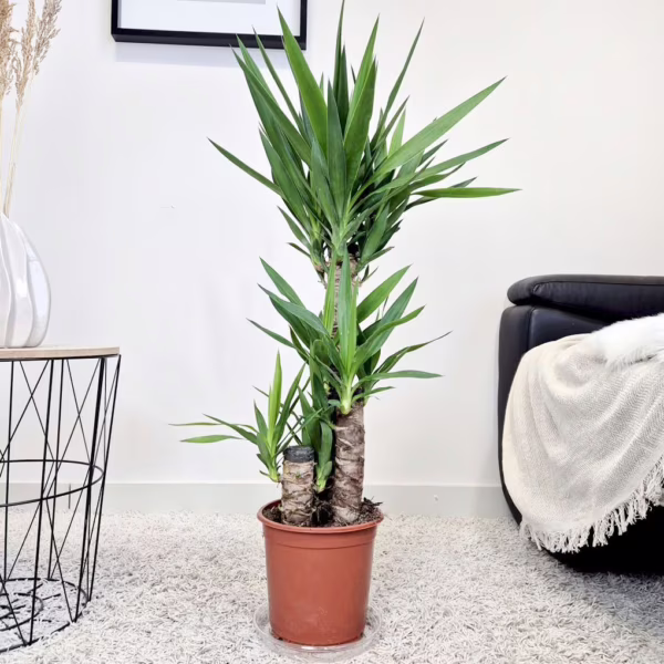 Juka gwatemalska, stopasłonia (Yucca elephantipes) 100cm