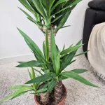 Juka gwatemalska, stopasłonia (Yucca elephantipes) 100cm