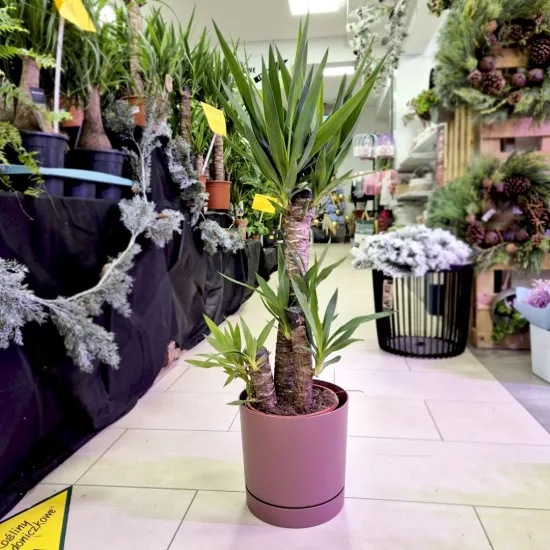 Juka gwatemalska, stopasłonia (Yucca elephantipes) 100cm