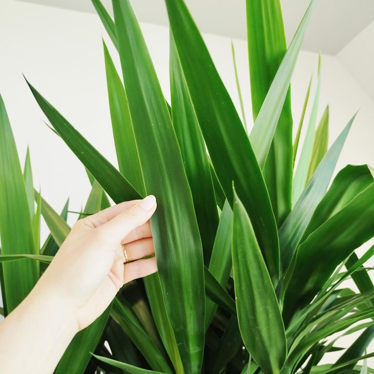 Juka gwatemalska, stopa słonia (Yucca elephantipes) 165cm