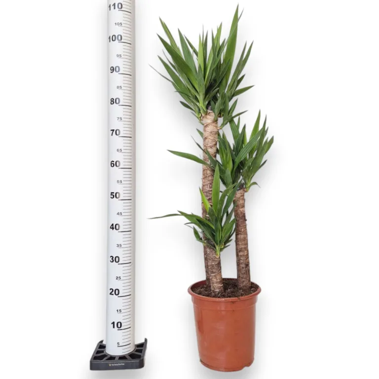 Juka gwatemalska, stopasłonia (Yucca elephantipes) 110cm