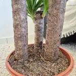 Juka gwatemalska, stopasłonia (Yucca elephantipes) 110cm