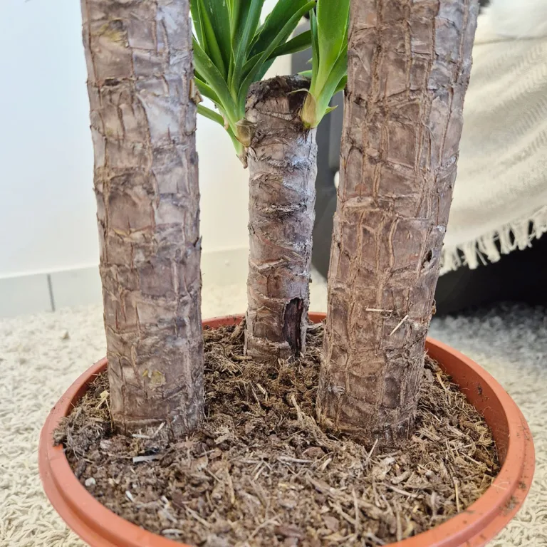 Juka gwatemalska, stopasłonia (Yucca elephantipes) 110cm