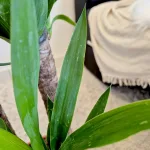 Juka gwatemalska, stopasłonia (Yucca elephantipes) 110cm