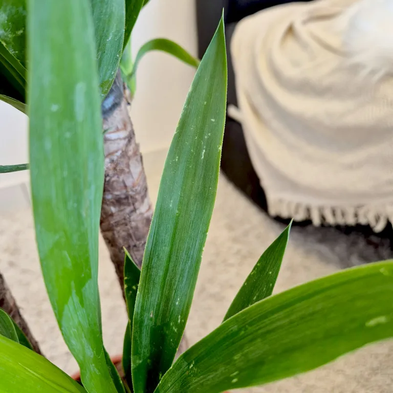 Juka gwatemalska, stopasłonia (Yucca elephantipes) 110cm