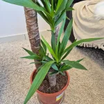 Juka gwatemalska, stopasłonia (Yucca elephantipes) 110cm