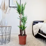 Juka gwatemalska, stopasłonia (Yucca elephantipes) 110cm