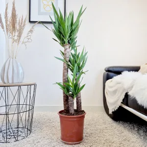 Juka gwatemalska, stopasłonia (Yucca elephantipes) 110cm