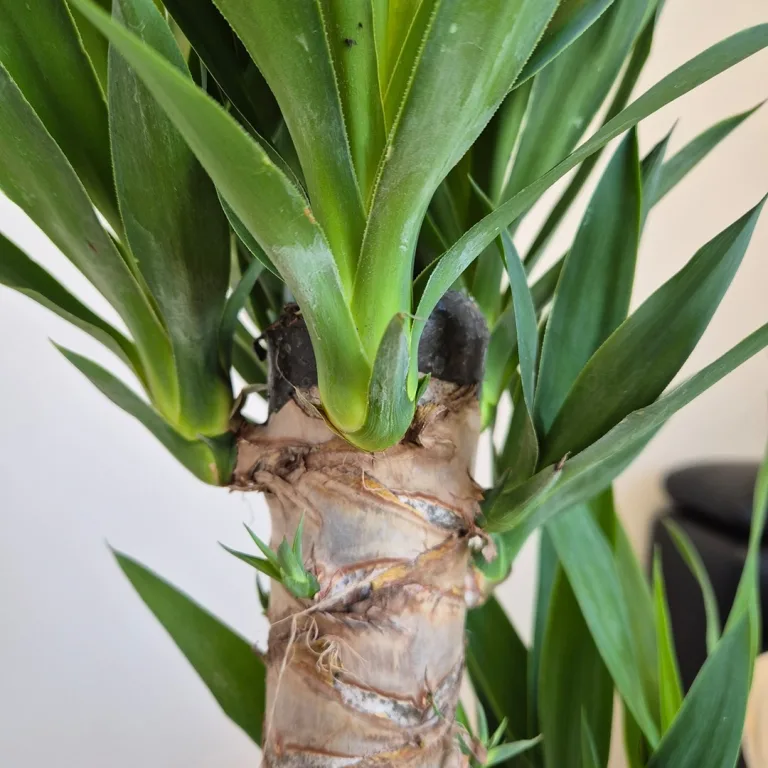 Juka gwatemalska, stopasłonia (Yucca elephantipes) 110cm