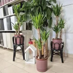 Juka gwatemalska, stopasłonia (Yucca elephantipes) 110cm