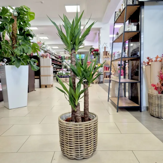 Juka gwatemalska, stopasłonia (Yucca elephantipes)