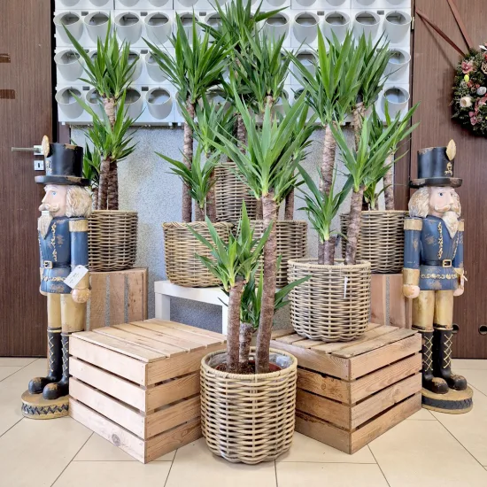 Juka gwatemalska, stopasłonia (Yucca elephantipes)