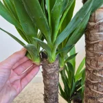 Juka gwatemalska, stopasłonia (Yucca elephantipes) 110cm