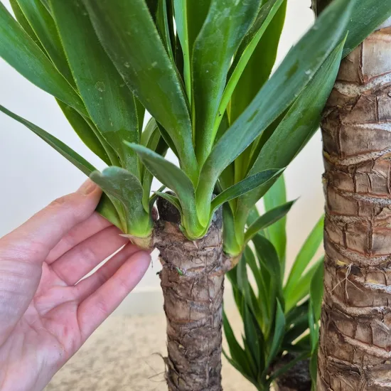 Juka gwatemalska, stopasłonia (Yucca elephantipes)