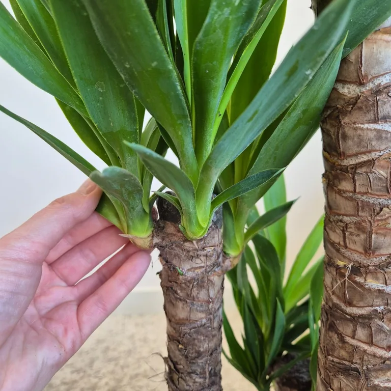 Juka gwatemalska, stopasłonia (Yucca elephantipes) 110cm