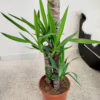 Juka gwatemalska, stopasłonia (Yucca elephantipes)