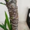 Juka gwatemalska, stopasłonia (Yucca elephantipes)