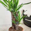 Juka gwatemalska, stopasłonia (Yucca elephantipes)