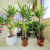 Juka gwatemalska, stopasłonia (Yucca elephantipes)