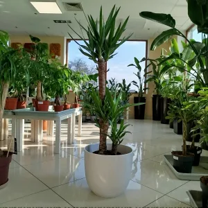 Juka gwatemalska, stopasłonia (Yucca elephantipes) 135cm