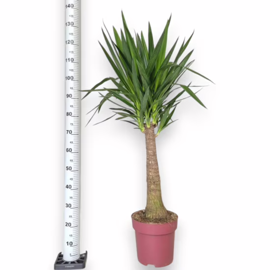 Juka gwatemalska, stopasłonia (Yucca elephantipes)