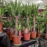 Juka gwatemalska, stopasłonia (Yucca elephantipes) 100cm