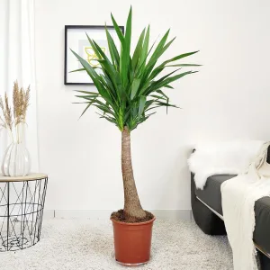 Juka gwatemalska, stopasłonia (Yucca elephantipes) 140cm