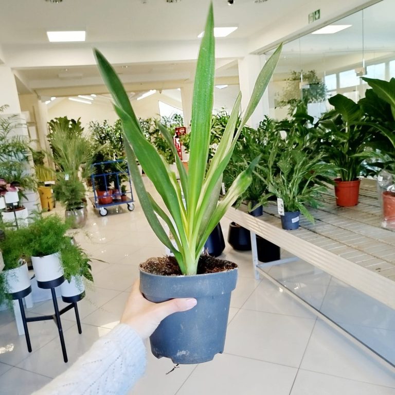 Juka gwatemalska, stopasłonia (Yucca elephantipes) 50cm