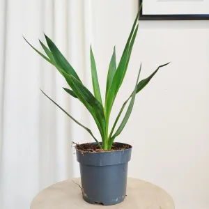 Juka gwatemalska, stopasłonia (Yucca elephantipes) 50cm