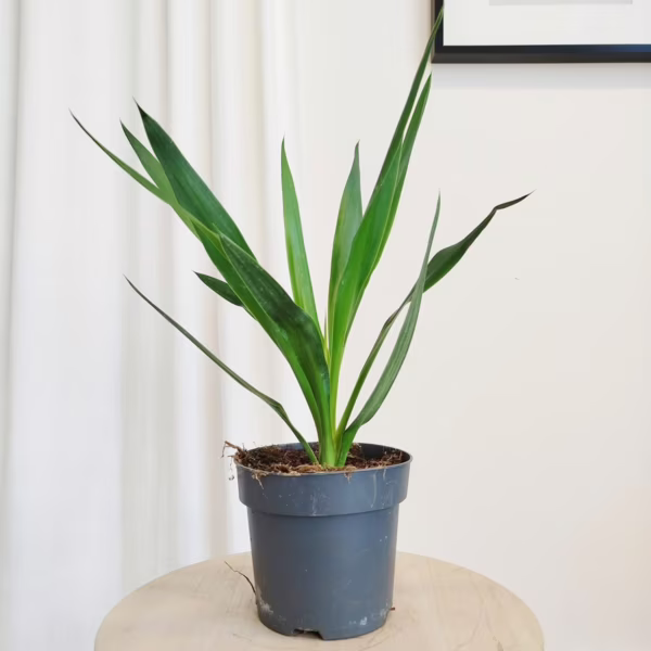 Juka gwatemalska, stopasłonia (Yucca elephantipes) 50-55m