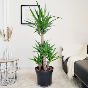 Juka gwatemalska, stopasłonia (Yucca elephantipes) 150cm