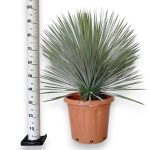 Juka rostrata (Yucca rostrata) 100cm
