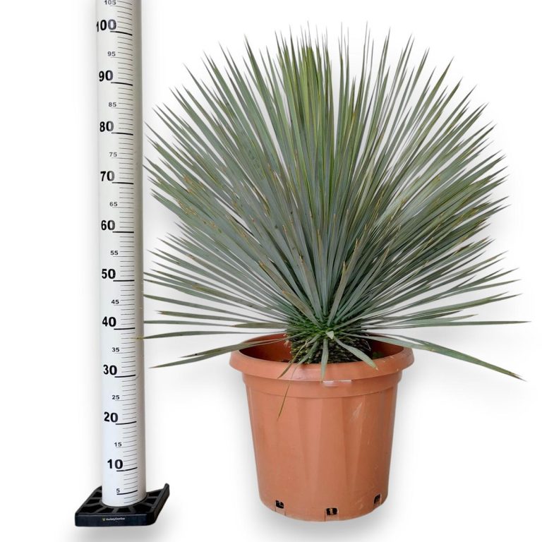 Juka rostrata (Yucca rostrata) 100cm